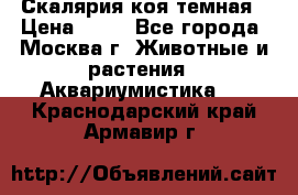 Скалярия коя темная › Цена ­ 50 - Все города, Москва г. Животные и растения » Аквариумистика   . Краснодарский край,Армавир г.